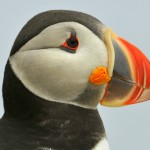 Atlantic Puffin, Machias Island, Maine - USA (1735)