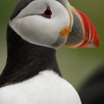 Atlantic Puffin, Machias Island, Maine - USA (3564)