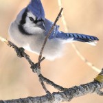 Blue Jay, Bolton Valley, Vermont - USA (7994)