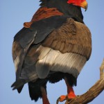 Bateleur Eagle, Chobe National Park - Botswana (1002)