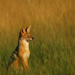 Black-backed Jackal, Central Kalhari Game Reserve - Botswana (1987)