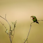 Blue-cheeked Bee-eater, Nixai Pan National Park - Botswana (3020)