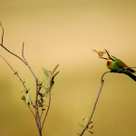 Blue-cheeked Bee-eater, Nxai Pan National Park - Botswana (3037)