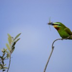 Blue-cheeked Bee-eater, Nixai Pan National Park - Botswana (3062)