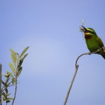 Blue-cheeked Bee-eater, Nixai Pan National Park - Botswana (3066)