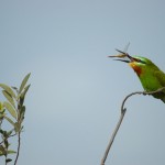 Blue-cheeked Bee-eater, Nixai Pan National Park - Botswana (3068)