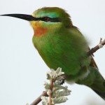 Blue-cheeked Bee-eater, Nxai Pan National Park - Botswana (3190)