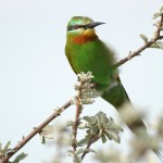 Blue-cheeked Bee-eater, Nxai Pan National Park - Botswana (3208)