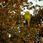 Blue-cheeked Bee-eater, Nxai Pan National Park - Botswana (3371)
