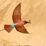 Carmine Bee-eater, South Luangwa (Mfuwe Area) - Zambia (1516b)