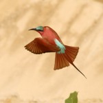 Carmine Bee-eater, South Luangwa National Park - Zambia (2028)