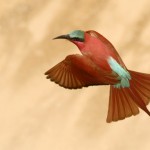 Carmine Bee-eater, South Luangwa National Park - Zambia (2028c)