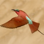 Carmine Bee-eater, South Luangwa National Park - Zambia (2030c)