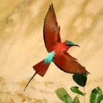 Carmine Bee-eater, South Luangwa National Park - Zambia (6045)