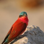 Carmine Bee-eater, South Luangwa National Park - Zambia (61)