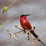 Carmine Bee-eater, Chobe National Park - Botswana (0509)