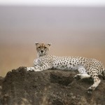 Cheetah, Serengeti National Park - Tanzania (3)