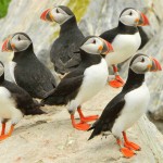 Atlantic Puffin, Machias Island, Maine - USA (1235)