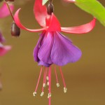 Fuchsia magellanica, Bolton Valley, Vermont - USA (2414)