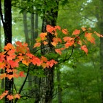 Fall Colors, Bolton Valley, Vermont - USA (3419)