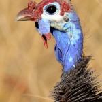 Helmeted Guineafowl, Moremi NP - Botswana (5017)