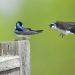 House Martin, Bombay Hook National Wildlife Refuge (Delaware) - USA (6057)