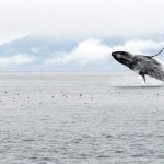 Humpback Whale, Inside Passage (Alaska) - USA (6503)