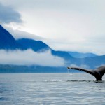 Humpback Whale, Inside Passage, Alaska - USA (6762)