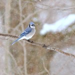 Blue Jay, Bolton Valley, Vermont - USA (7252)