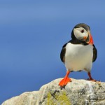 Atlantic Puffin, Machias Island, Maine - USA (8235)