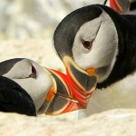 Puffin Kiss, Machias Island (Maine) - USA (9699)