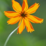 Flower, Bolton Valley, Vermont - USA (0046)