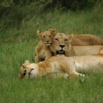 Lion, Moremi National Park - Botswana (5078)
