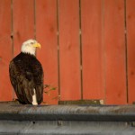 Bald Eagle, Petersburg, Alaska - USA (1)