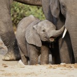 Elephant, Chobe National Park (Savuti Area) - Botswana (02)