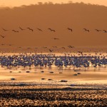 Flamingo Sunset, Lake Nakuru National Park (631)