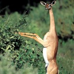 Gerenuk, Samburu National Park - Kenya (1)