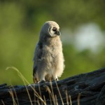 Giant Eagle Owl, Moremi National Park - Botswana (3601)