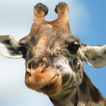 Giraffe, Masai Mara National Park - Kenya (1)