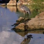 Goliath Heron, Lake Baringo - Kenya (01)