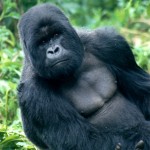 Silverback Gorilla, Volcanoes National Park - Rwanda (01)