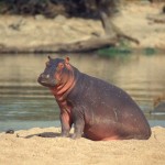 Hippo, Ruaha National Park - Tanzania (147)