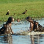 Hippo, Moremi National Park - Botswana (4049)