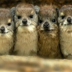 Rock Hyrax, Serengeti National Park - Tanzania (6877)