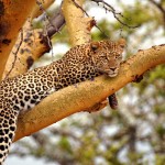 Leopard, Serengeti National Park - Tanzania (431)