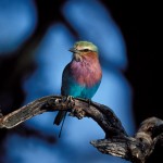 Lilac-breasted Roller, Moremi National Park - Botswana (3)