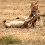 Lion, Ngorongoro Crater - Tanzania (106)