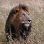 Soggy Lion, Moremi National Park-Botswana (5078)