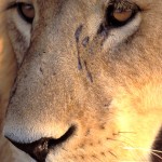 Lion, Moremi National Park - Botswana (10)