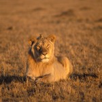 Lion, Masai Mara National Park - Kenya (1082)